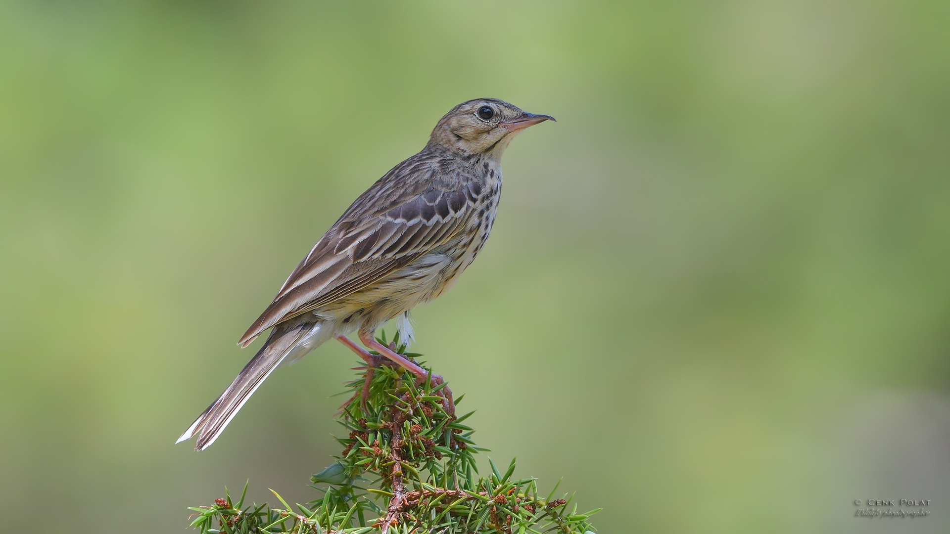 Tree Pipit — Ana fotoğraf